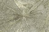 Pyrite Sun - Sparta, Illinois #180657-1